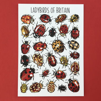 Ladybirds Of Britain Illustrated Postcard, 10 of 12