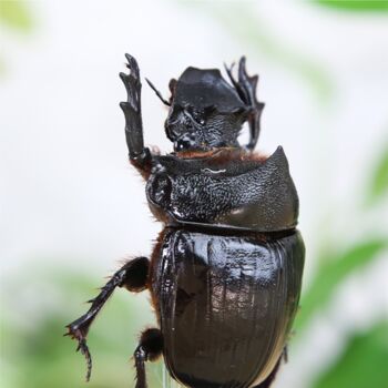 Dung Beetle Insect Bug Entomology Taxidermy Bell Jar, 2 of 4