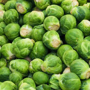 Brussels Sprouts 'Trafalgar' 12 X Plug Plant Pack, 2 of 5