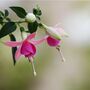Perennial Fuchsia Paula Jane One Plant In One L Pot, thumbnail 2 of 5