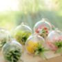 Hanging Glass Air Plant Terrarium Christmas Bauble, thumbnail 2 of 2