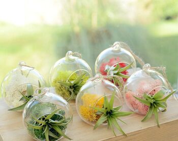 Hanging Glass Air Plant Terrarium Christmas Bauble, 2 of 2