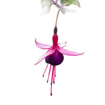 Fuchsia 'Tom Thumb' Three X One Litre Pots, 4 of 5