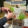 Closed Terrarium Kit With Live Plant | 'Luzern', thumbnail 6 of 10