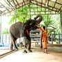 Hand Painted Travel Celebration Elephant 'The Journey', thumbnail 8 of 12