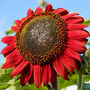 Gardening Gift. Red Sunflower Growing Kit, thumbnail 3 of 4