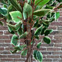 Pair Of Artificial Topiary Fig Trees, thumbnail 5 of 6