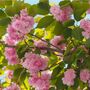 Japanese Cherry Kanzan Fruit Tree Two X 15 L Pots, thumbnail 3 of 5
