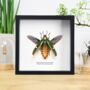 Bicolor Metallic Wood Boring Beetle Insect Bug Entomology Taxidermy Box Frame, thumbnail 1 of 3