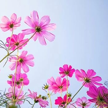 Wildflower Seeds 'Pretty In Pink' 200 X Seed Pack, 4 of 8