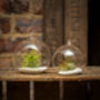 Hanging Glass Terrarium Set Airplants Extras Plant Gift, thumbnail 2 of 5