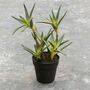 Potted Faux Aloe Plant, thumbnail 3 of 4