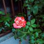 Floribunda Rose Plant 'Drama Queen', thumbnail 3 of 6