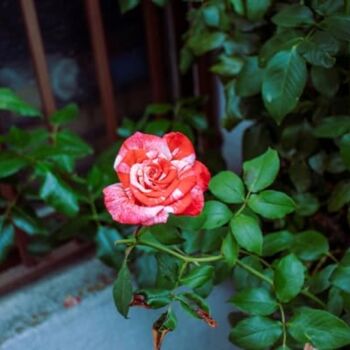 Floribunda Rose Plant 'Drama Queen', 3 of 6