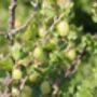 Gooseberry Plants, 'Leveller', thumbnail 5 of 7