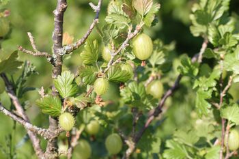 Gooseberry Plants, 'Leveller', 5 of 7