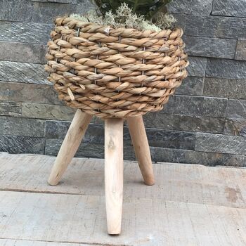 Large Boston Fern In Basket Weave Plant Stand, 4 of 8
