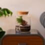 Diy Corked Jar Terrarium Kit | 'Mallorca', thumbnail 1 of 11