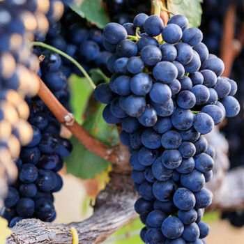 Grow Your Own Red Wine Grape Vine, 2 of 5