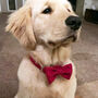 Poppy Red Harris Tweed Dog Bow Tie, thumbnail 3 of 4