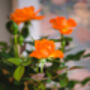 Mini Orange Rose, thumbnail 3 of 4