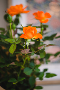 Mini Orange Rose, 3 of 4