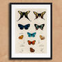 Vintage Butterfly Illustration Wall Art Print, thumbnail 5 of 7