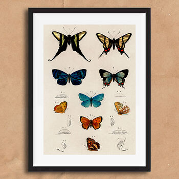 Vintage Butterfly Illustration Wall Art Print, 5 of 7