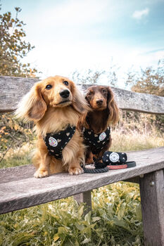 Heart Of Black Adjustable Dog Harness, 2 of 10