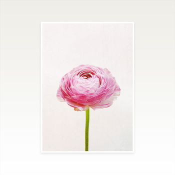 Ranunculus Photographic Print, 2 of 2