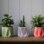 Origami Self Watering Eco Plant Pot: 10cm | Blue Cord, thumbnail 3 of 5
