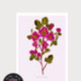 Paeonia Botanical Eco Art Print. One Print = One Tree, thumbnail 2 of 6