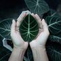 Houseplant Alocasia Reginula 'Black Velvet' 13cm Pot, thumbnail 7 of 7