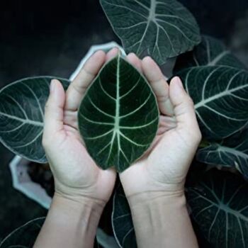 Houseplant Alocasia Reginula 'Black Velvet' 13cm Pot, 7 of 7