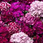 Flowering Plant Sweet William 'Roundabout Mix' 12 Pack, thumbnail 6 of 7