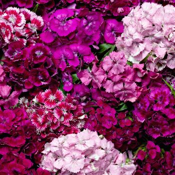 Flowering Plant Sweet William 'Roundabout Mix' 12 Pack, 6 of 7