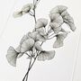 Gingko Biloba Original Botanical Illustration, thumbnail 3 of 5