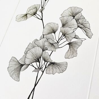 Gingko Biloba Original Botanical Illustration, 3 of 5