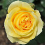 Rose Plant Floribunda 'Mountbatten' Bare Rooted Plant, thumbnail 1 of 4