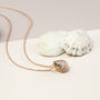 Sterling Silver Rose Gold Nutmeg Shell Necklace, thumbnail 4 of 5