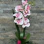 Large Pink Phalenopsis Orchid In Silver Fluted Bowl, thumbnail 1 of 9