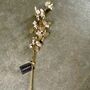 Ivory And Gold Honesty Stem, thumbnail 4 of 5