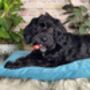 Luxury Velvet Feather Filled Dog Bed Turquoise, thumbnail 2 of 11