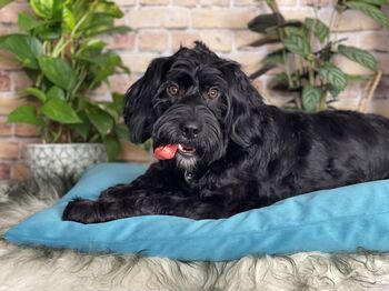 Luxury Velvet Feather Filled Dog Bed Turquoise, 2 of 11