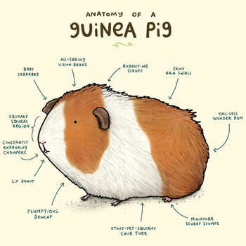 Anatomy Of A Guinea Pig Art Print By Sophie Corrigan, 3 of 4