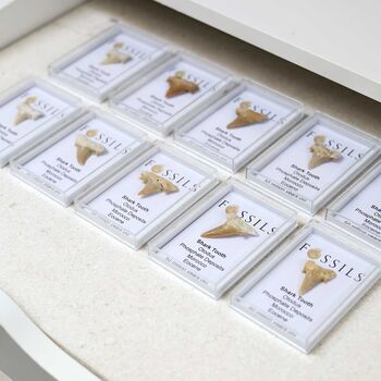 Shark Tooth Fossil Otodus, 2 of 12