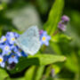 Forget Me Not Wildflower Seeds, thumbnail 3 of 10