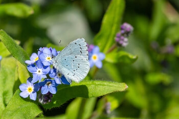 Forget Me Not Wildflower Seeds, 3 of 10