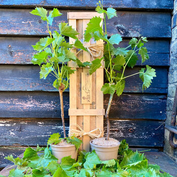 Personalised Grapevine Gift Set By The Gluttonous Gardener