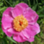 Peony Plants, 'Doreen', thumbnail 4 of 4